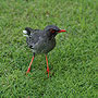 Curious Bird - Dominican Republic