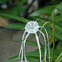 Jellyfish Flower - Dominican Republic