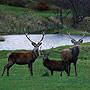 Red Deer - Cairngorms, Scotland