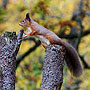 Red Squirrel - Cairngorms, Scotland