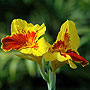 Yellow Cannas - Dominican Rebublic