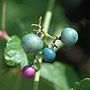 Berries - Chicago, IL