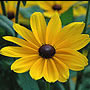 Blackeyed Susan - Chicago, IL