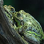 Frogs - Dubuque, IO