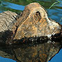 Log - Louisville, KY