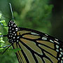 Monarch at Rest - Dubuque, IO