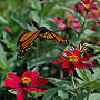 Monarch in Flight - Chicago, IL