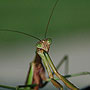 Praying Mantis - Louisville, KY