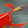 Greet the Day