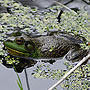 American Bullfrog - Sandwich, MA