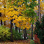 Autumn - East Brunswick, NJ