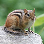 Chipmunk - Sandwich, MA