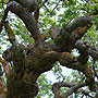 Mulberry Tree - Truro, MA