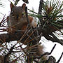 Pine Squirrel - Provincetown, MA