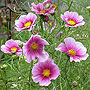 Purple Flowers - Stockton, MA