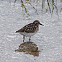 Sandpiper - West Yarmouth, MA