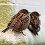 Sparrows - Manhattan, NY