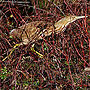 American Bittern - Mackay Island Causeway, NC