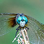 Dragonfly - Portsmouth, VA