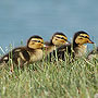 Ducklings - Virginia Beach, VA