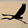 Heron Silhouette - Portsmouth, VA