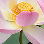 Lotus - Norfolk, VA