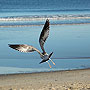 Seagull - Virginia Beach, VA