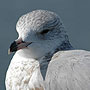 Ring Billed Gull - Chesapeake Bay Bridge Tunnel, VA