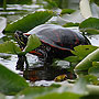 Turtle - Norfolk, VA