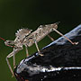 Wheel Bug - Roanoke, VA