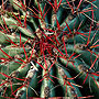 Cactus - Death Valley, CA