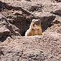 Groundhog - Hagerman, ID