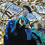 Peacock - NV