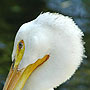 Pelican - Salt Lake City, UT