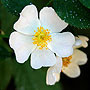 White Flowers - Shoshone Falls, ID